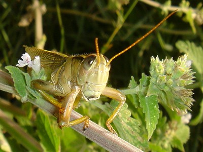 Grasshopper on stinging nettle