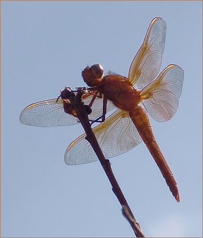 Red Dragonfly