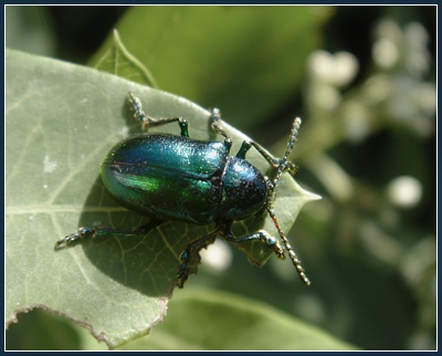 Reflective Beetle
