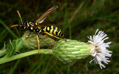 Wasp on thistle