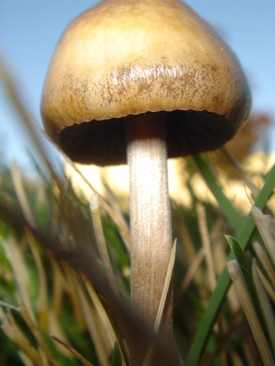 Tiny mushroom.