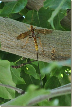 Long Bug 2