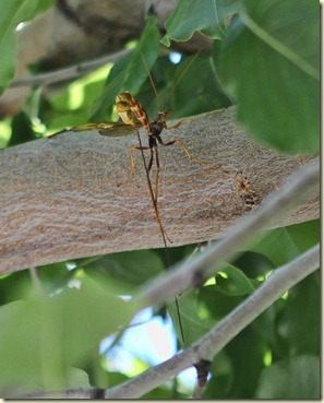 Long Bug 4