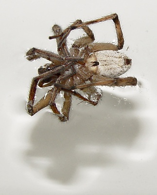 Woodpress » Blog Archive » Why Spiders Curl Up When They Die